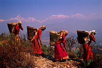 Women carrying baskets with Fishtail mountain in background Himalayas, S Arangkot, Nepal Annapurna range