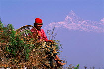 Local woman with Fishtail mountain in background Himalayas, S Arangkot, Nepal Annapurna range