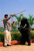Dancing Sloth bear with keeper {Melursus ursinus} Agra, India