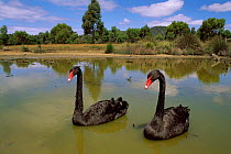 Pair of Black swans {Cygnus atratus}  Tasmania, Australia