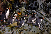 Snares island penguins (Eudyptes robustus) on seaweed. Snares Island, New Zealand