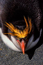 Royal penguin (Eudyptes schlegeli). Macquarie Island, Tasmania, Australia