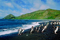 Royal penguins (Eudyptes schlegeli). Sandy Bay, Macquarie Island Tasmania, Australia