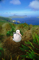Southern royal albatross (Diomedea epomophora) on nest. Campbell Island, New Zealand