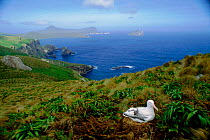 Southern royal albatross (Diomedea epomophora). Campbell Island, New Zealand