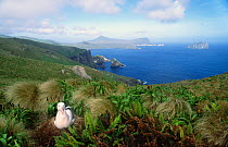 Southern royal albatross sitting on nest {Diomedea epomophora} Campbell Is, New Zealand