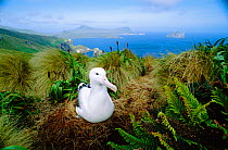 Southern royal albatross {Diomedea epomophora} on nest, Campbell Island, New Zealand