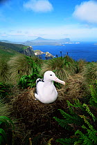 Southern royal albatross on nest {Diomedea epomophora} Campbell Is, New Zealand