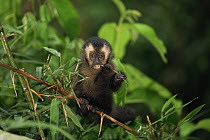 Large headed capuchin (Sapajus macrocephalus) baby feeding in tree, Manu cloud forest, Peru, South America