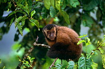 Large headed capuchin (Sapajus macrocephalus) Manu cloud forest, Peru