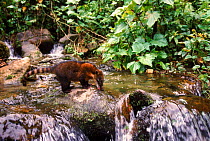 Southern coati (Nasua nasua) drinking from stream. Manu cloud forest, Peru, South America