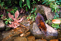 Southern coati (Nasua nasua) drinking from stream. Manu cloud forest, Peru, South America