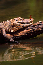 Black caiman {Caiman niger} with butterfly on nose Manu NP, Peru