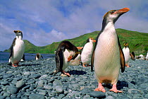 Royal penguins (Eudyptes schlegeli). Sandy Bay, Macquarie Island, Tasmania, Australia