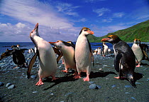Royal penguins (Eudyptes schlegeli). Sandy Bay, Macquarie Island, Tasmania, Australia