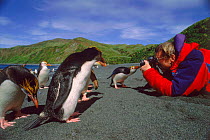 Tourist photographing Royal penguin on beach on Macquarie Island, Tasmania, Australia