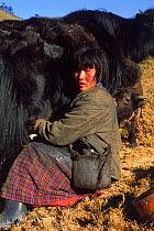 Woman milking domestic yak {Bos grunniens} Nr Gangte Goemba, Bhutan