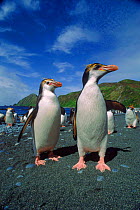 Royal penguins (Eudyptes schlegeli). Macquarie Island, Tasmania, Australia