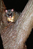 Common brushtail possum {Trichosurus vulpecula} up in tree at night, Maria Island, Tasmania
