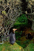 Yellow-eyed penguin, Aukland Island, New Zealand