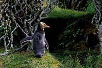 Yellow-eyed penguin {Megadyptes antipodes} Aukland Is, New Zealand