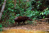 Brazilian tapir, Amazon, Ecuador