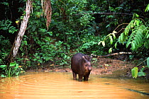 Brazilian tapir {Tapirus terrestris} standing in water, Amazon, Ecuador, captive