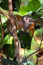 Common squirrel monkey feeding on leaves {Saimiri sciureus} Amazon, Ecuador, captive