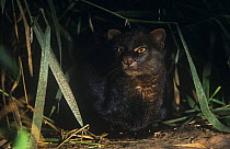 Jaguarundi {Felis yagouaroundi} in rainforest, Amazonia, Ecuador