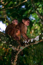 White fronted capuchin, mother with young {Cebus albifrons} Captive, Ecuador