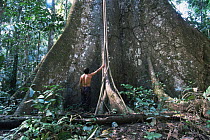 Man standing next to buttress roots of Kapok tree {Ceiba sp} Amazon, Peru, 1998