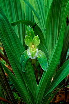 Orchid flower (Lycaste sp.). Machu Picchu, Peru, Central America