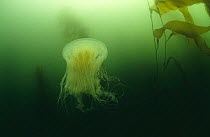 Lion's mane jellyfish in kelp forest (Cyanea capillata) Pacific, Canada