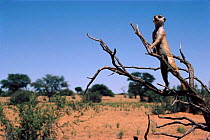 Male meerkat on guard duty (Suricate) {Suricata suricatta} Kalahari, Gemsbok NP, Botswana