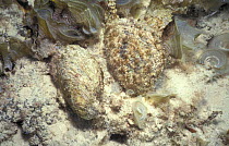 Persian gulf pearl oyster {Pinctada radiata} Bahrain