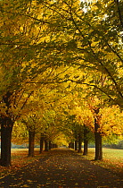 Avenue of Sugar maple trees in autumn {Acer saccharum} Wisconsin, USA