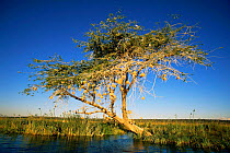 Weaver bird nests in Acacia tree, Chobe NP, Botswana