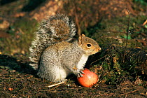 Grey squirrel feeding on apple {Sciurus carolinensis} Sussex, UK.