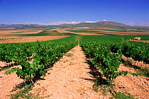 Vineyard at Yecla, Murcia, Spain, Europe