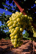 White grapes {Vitis vinifera} Murcia, Spain, Europe