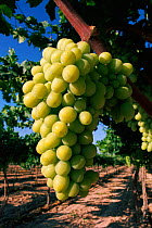 A bunch of white grapes {Vitis vinifera} Murcia, Spain, Europe