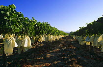 White grapes protected by paper bags {Vitis vinifera} in vineyard, Murcia, Spain, Europe
