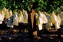 White grapes protected by paper bags, Murcia, Spain, Europe