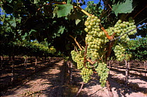 White grape vineyard {Vitis vinifera} Murcia, Spain, Europe