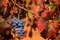 Bunch of black Grapes haning from vine {Vitis vinifera} Murcia, Spain, Europe