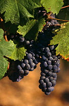 Bunches of black Grapes in vineyard {Vitis vinifera} Alicante, Spain