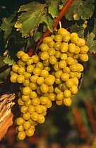 Bunch of white Grapes in vineyard {Vitis vinifera} Alicante, Spain, Europ