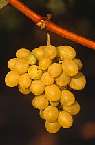Bunch of White grapes {Vitis vinifera} Alicante, Spain