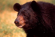Asiatic black bear {Ursus thibetanus}  National Zoological Park, Delhi, India