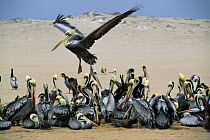 Chilean pelicans on beach {Pelecanus occidentalis thagus} Lobos de Tierra, Peru, South America